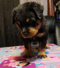 Sweet rottweiler puppies