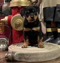 very gentle temperament rottweiler puppies