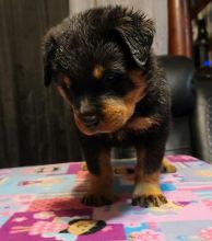 well socialized rottie puppies