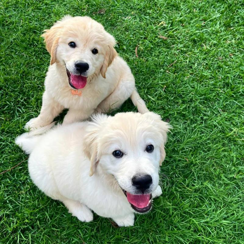 C.K.C MALE AND FEMALE GOLDEN RETRIEVERS PUPPIES AVAILABLE Image eClassifieds4u