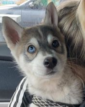 Blue Eyed Siberian Husky Puppies Available ??Delivery possible?? Image eClassifieds4u 2