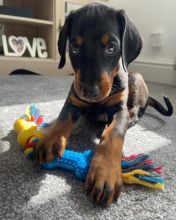 Friendly Doberman puppies for homes Image eClassifieds4U
