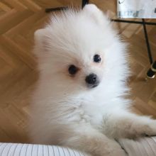 Pomeranian puppy Ready for New Home Image eClassifieds4U