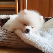 Pomeranian puppies for adoption in a new home Image eClassifieds4u 2
