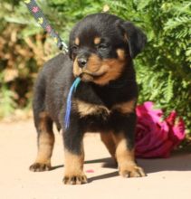 very gentle temperament rottweiler puppies Image eClassifieds4u 2