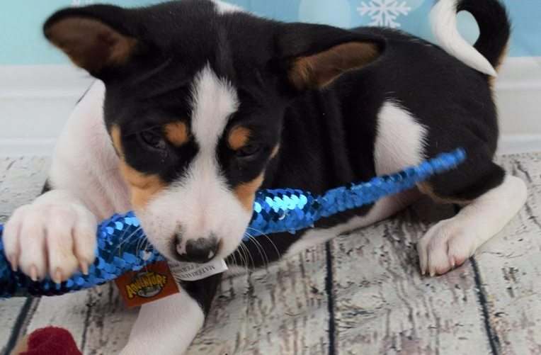 male and female basenji puppies Image eClassifieds4u