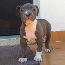 Adorable male Bluenose Pitbull Puppy Up For Adoption..