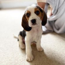 Cute Male and Female Beagle Puppies Up for Adoption... Image eClassifieds4u 1