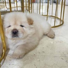 Healthy Chow Chow Puppies Image eClassifieds4u 3