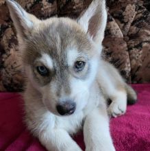 Siberian Husky Puppies - Updated On All Shots Available For Rehoming Image eClassifieds4u 2