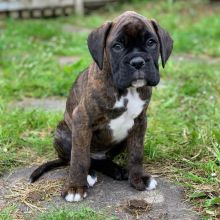 Attractive boxer Puppies