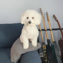 Bichon Frise Pups