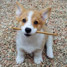 Corgi Puppies For Sale