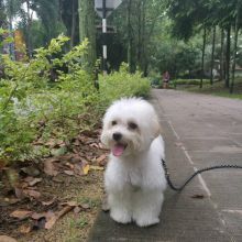 Cute and Adorable Maltese Puppies