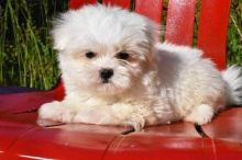 Lovely male and female Maltese puppies for adoption