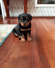 Rottweiler Pups