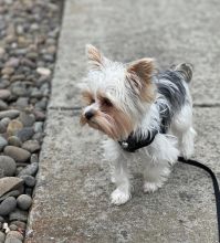 STRONG AND LOVELY YORKIE PUPPIES READY TO GO NOW TO GOOD FAMILY HOME.