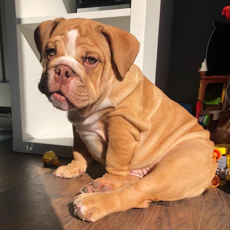 Beautiful English bull dog Puppies Image eClassifieds4u