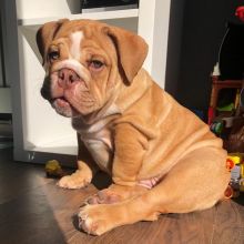 Beautiful English bull dog Puppies Image eClassifieds4U
