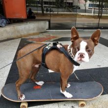 Boston terrier puppies available. Image eClassifieds4U