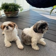 Charming Shih tzu Puppies For Adoption Email address(melissa24allyssa@gmail.com) Image eClassifieds4U