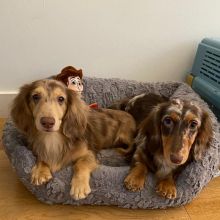 Cute whoodle Puppies Available Image eClassifieds4u 2