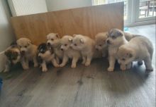 Beautiful Pomeranian pups For Sale!! Email cheyannefennell292@gmail.com or text (626)-655-3479 Image eClassifieds4u 2