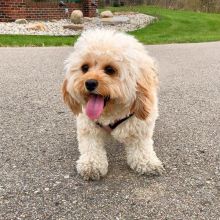 Two Wonderful cavapoo Puppies Image eClassifieds4U