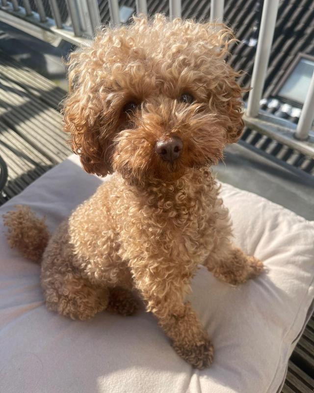 poodle Pup For Sale Image eClassifieds4u