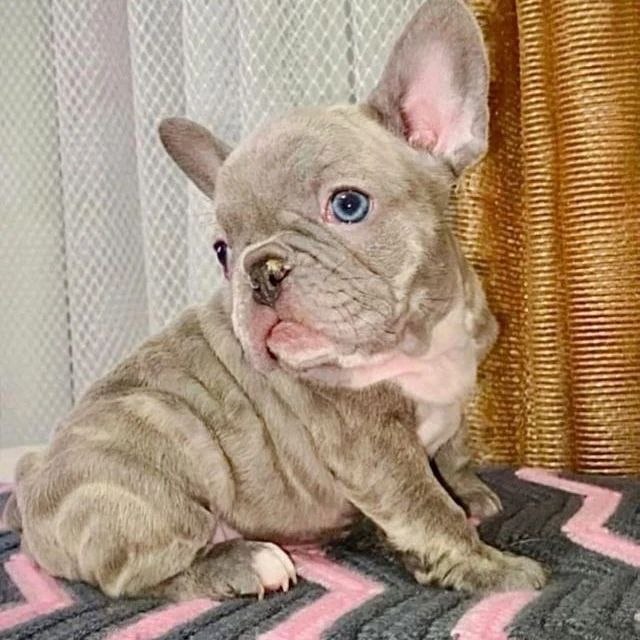 Quality Male and Female frenchie For Sale Image eClassifieds4u