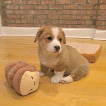 Fantastic Pembroke Welsh Corgi Puppies for rehoming