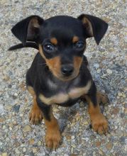 Sweet Miniature pinscher Puppies available for rehoming