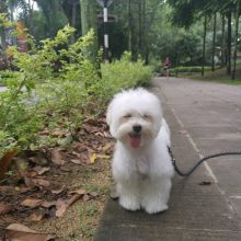 Cute and Adorable Maltese Puppies