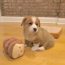 Pembroke Welsh Corgi Puppies Available for rehoming