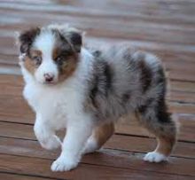 Nice and Healthy Australian shepherd Puppies for rehoming