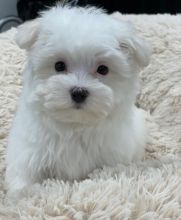 Nice and Healthy Maltese Puppies Available for rehoming