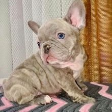 Quality Male and Female Frenchie For Sale