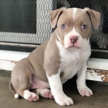Sweet Pitbull Puppy