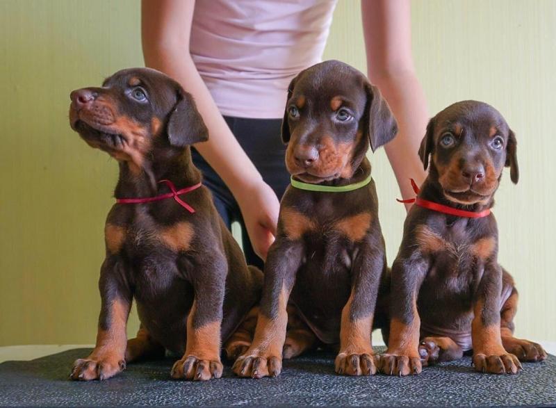 Healthy corgi puppies Image eClassifieds4u