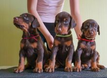 Healthy corgi puppies Image eClassifieds4u 2