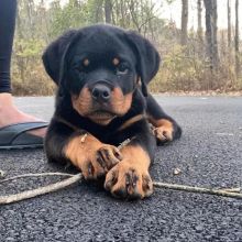 Rottweiler Pups Image eClassifieds4u 1