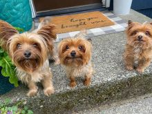 STRONG AND LOVELY YORKIE PUPPIES READY TO GO NOW TO GOOD FAMILY HOME. Image eClassifieds4u 2
