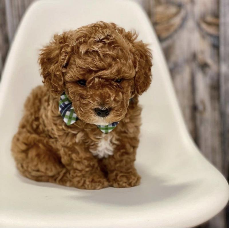 Fine Looking male and female Cavapoo puppies for adoption Image eClassifieds4u