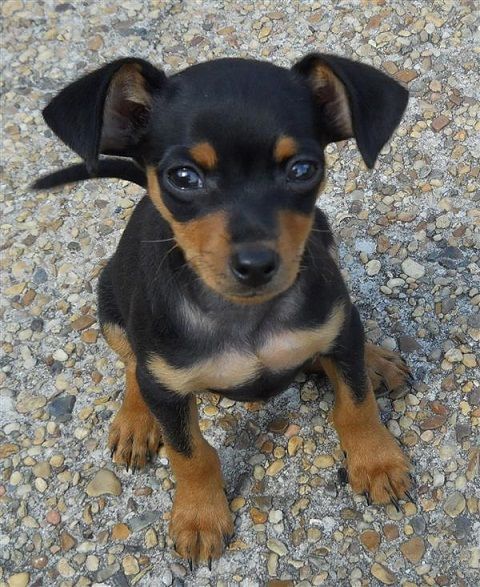 Sweet Miniature pinscher Puppies available Email address(melissa24allyssa@gmail.com) Image eClassifieds4u