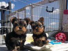 Male and Female Yorkie puppies