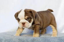 Sweet male and female English bulldog puppies for adoption