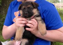 Gorgeous German shepherd Puppies available Email address(melissa24allyssa@gmail.com