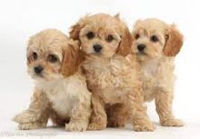 C.K.C MALE AND FEMALE CAVAPOO PUPPIES AVAILABLE