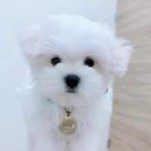 Stunning white Teacup male and female Maltese puppies for adoption [williamsdrake514@gmail.com]