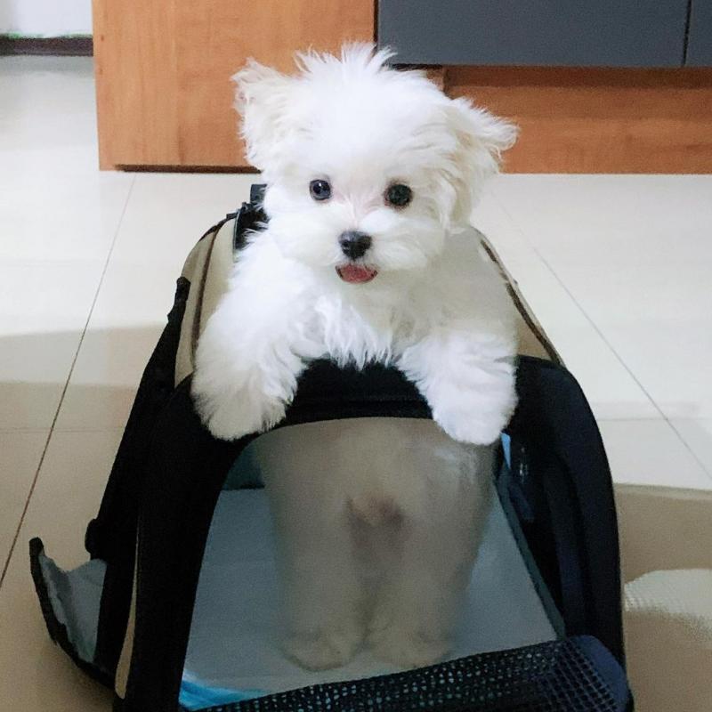 Adorable and outstanding male and female Maltese puppies for adoption [williamsdrake514@gmail.com] Image eClassifieds4u